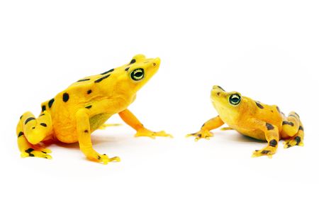 The Panamanian golden frog has become the flagship species for amphibian conservation around the world.
