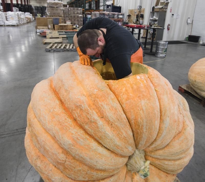 This pumpkin is eventually going to hold about 250 gallons of beer.