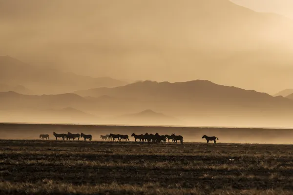Silhouettes on the Plateau thumbnail