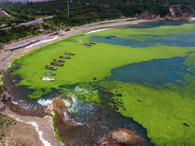 Loss of oxygen allows algae to thrive, which in turn has cascading effects on marine ecosystems.