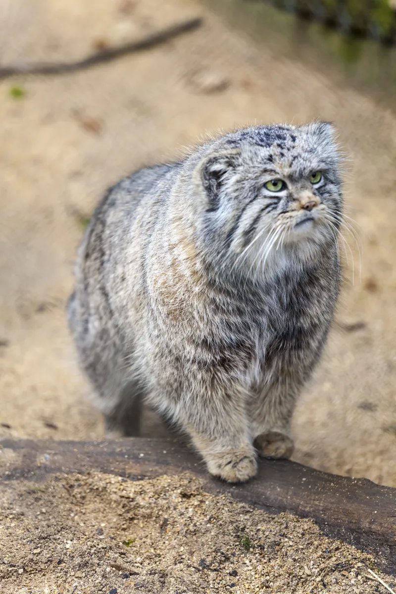 Ten Amazing Small Wild Cats, Science