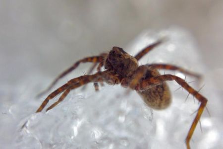 The spider’s tastes are shifting away from springtails, triggering a cycle of events that could serve as a welcome deterrence to Arctic climate change