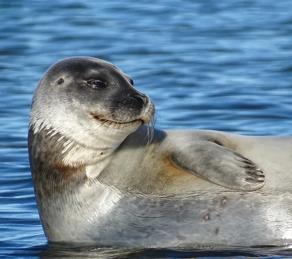 Harbor Seal, Arctic Ocean thumbnail