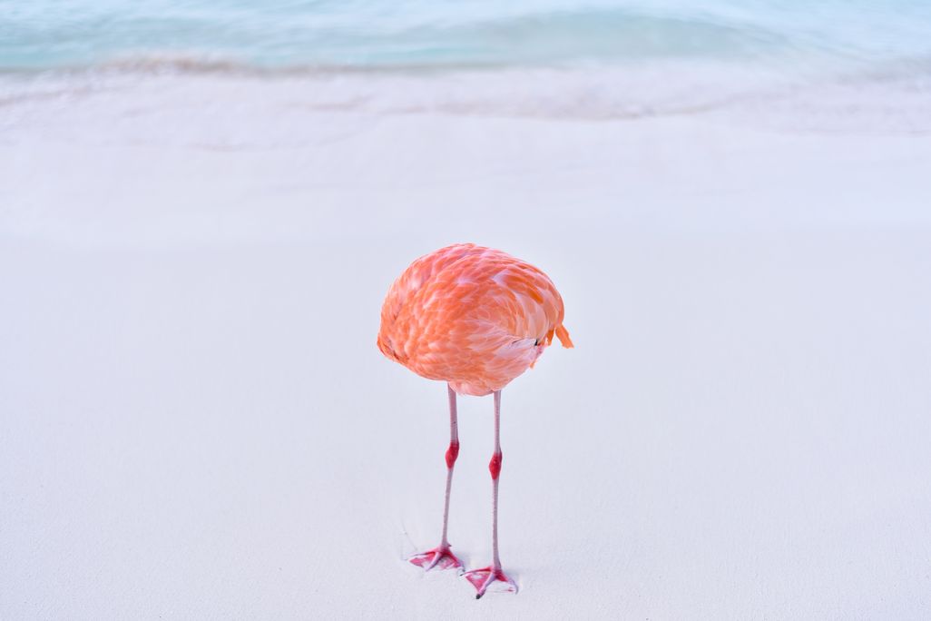 flamingone