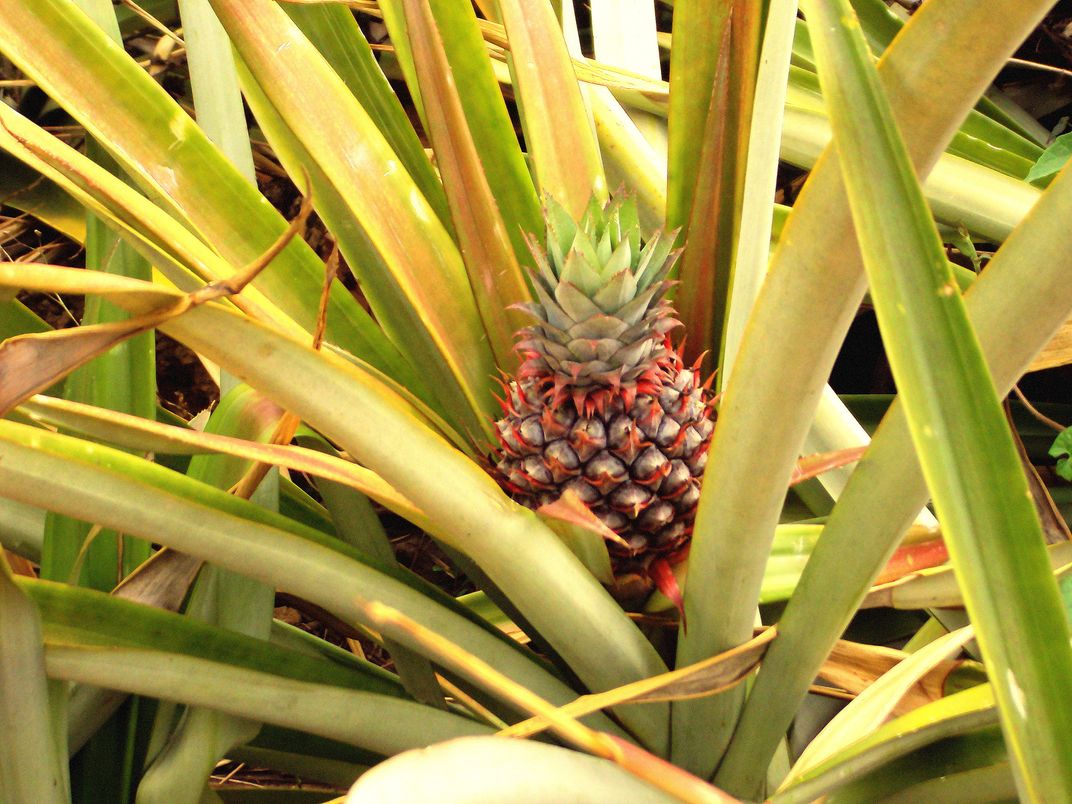 Bangladeshi Pineapple Smithsonian Photo Contest Smithsonian Magazine