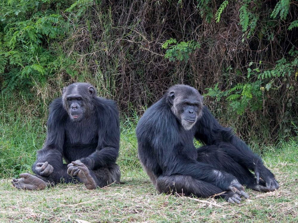 Chimpanzees Relaxing