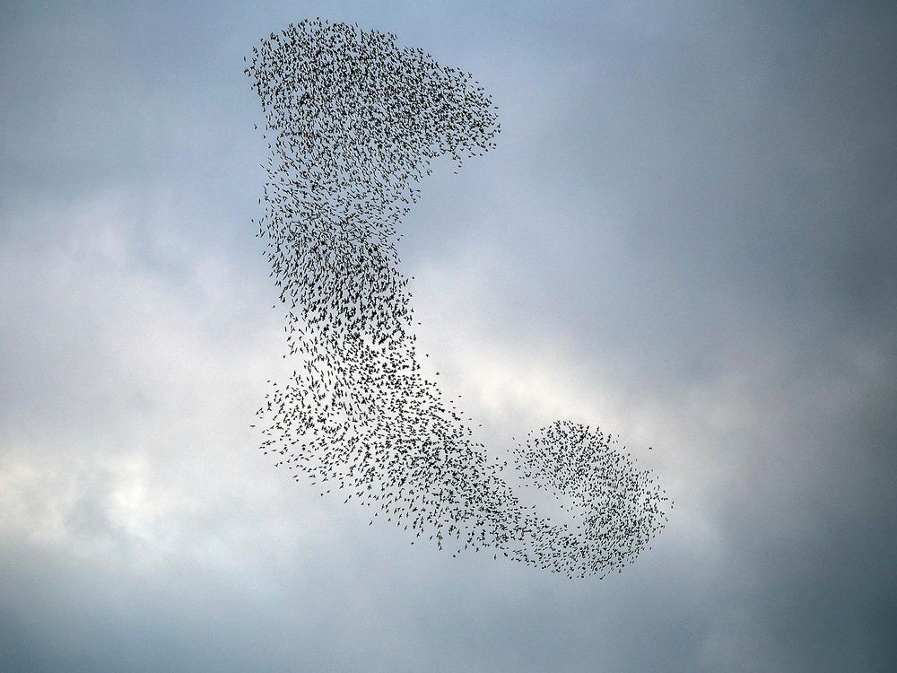 Starling Murmuration