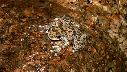 How Frogs Are Kicking Back Against a Lethal Fungus