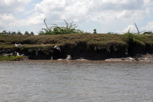 Erosion on the river bank near Sundarbans. thumbnail