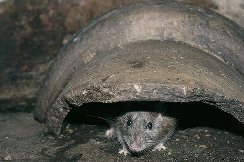 Baltimore street rats