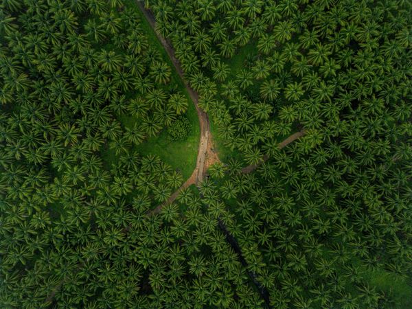 The Crossroads of Nature thumbnail