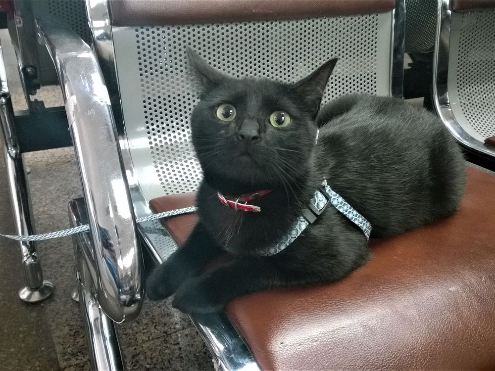 The Homesick Cat Smithsonian Photo Contest Smithsonian Magazine