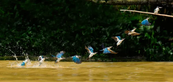 This shot freezes the detailed flight path of the lightning fast White Collared Kingfisher. Something which can't be recorded in human eyes and brain.Burst mode @ 1/2000s = 10 shots in 2 secs. Put t thumbnail