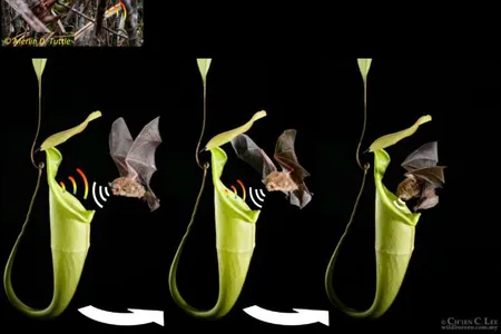 A graphical abstract from the paper shows the bat approaching its pitcher plant partner.
