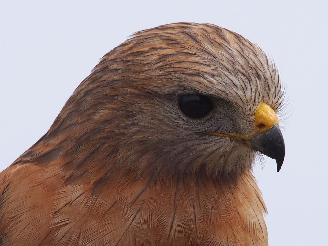 Harrier Hawk | Smithsonian Photo Contest | Smithsonian Magazine