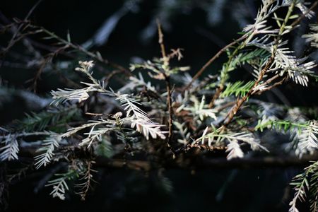Long thought to be a genetic mutation, albino redwoods may actually serve as a forest filter.