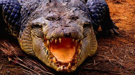 Several crocodile species are known to attack humans