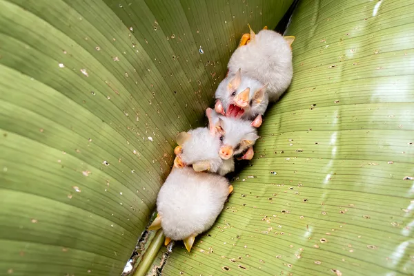 A Whisper of the Night: The Bat’s Yawn thumbnail