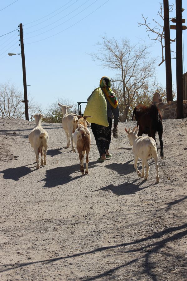 Sheep grazing thumbnail