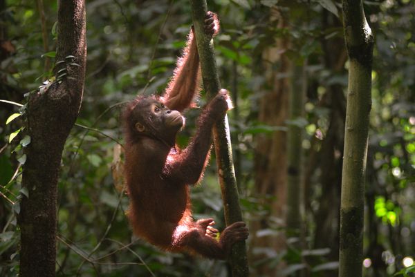 A Little Orangutan thumbnail