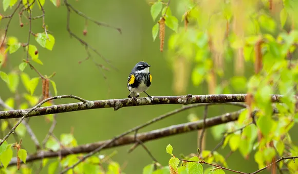 Thor-Veen-myrtle-warbler-original-Steph Szarmach.png