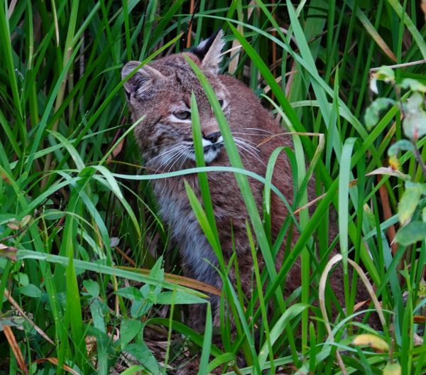 Bobcat thumbnail