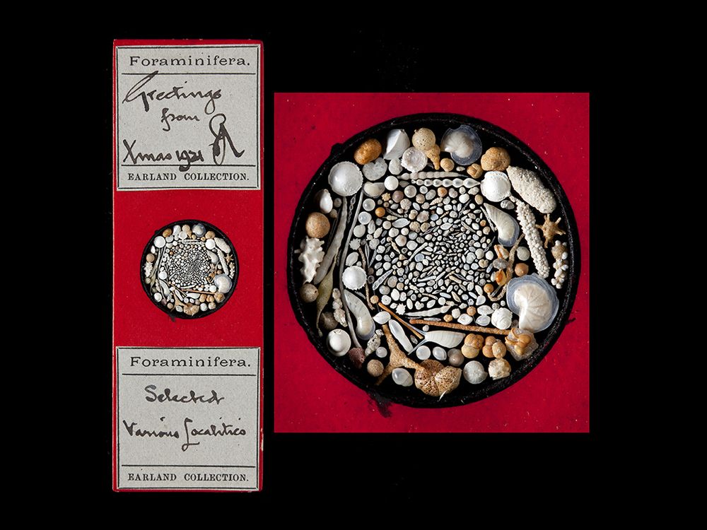 foraminifera microscope slide