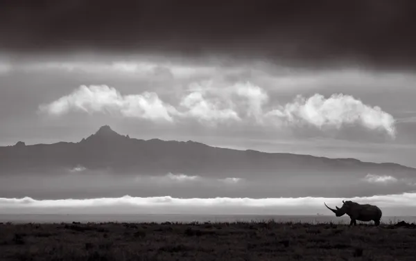 Guardian of the Mount: A white rhino & Mt. Kenya thumbnail