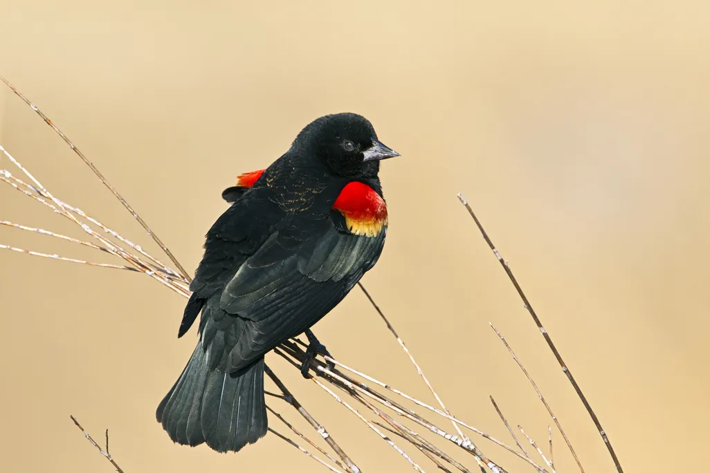 blackbird.jpg