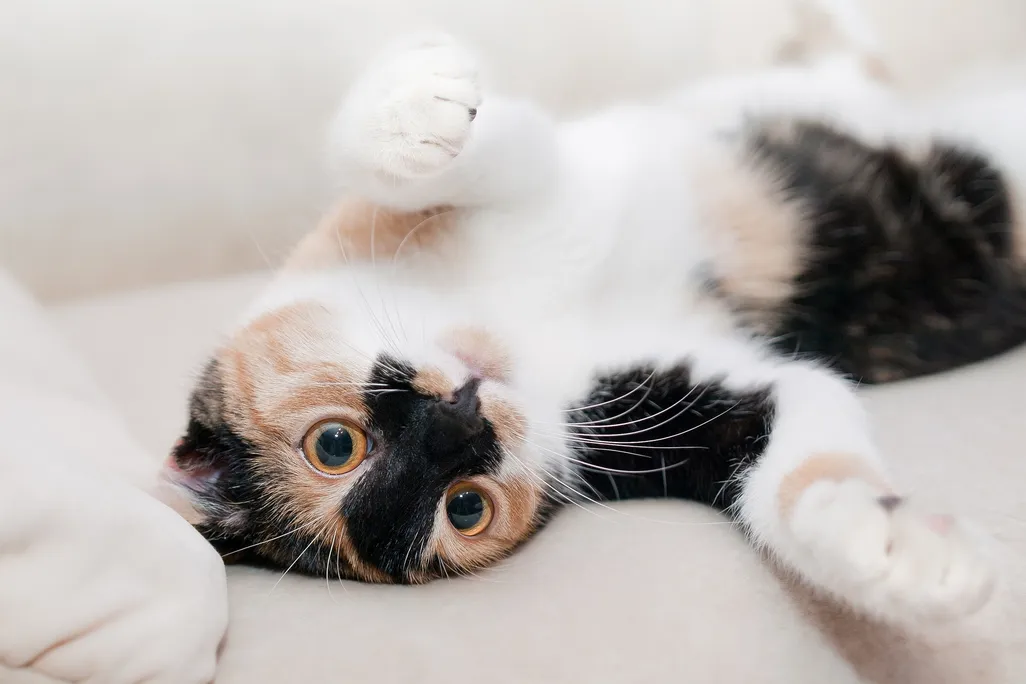 A brown, tan and white cat laying on its back playfully