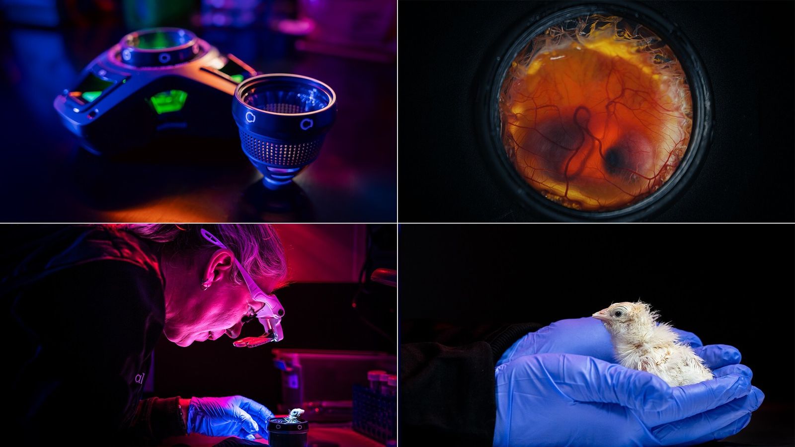 'De-Extinction' Company Says It Hatched Chicks From Artificial Eggs, Paving the Way for Resurrecting Dodos and Other Bygone Birds