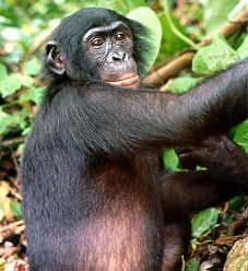 20110520102355Bonobo.jpg