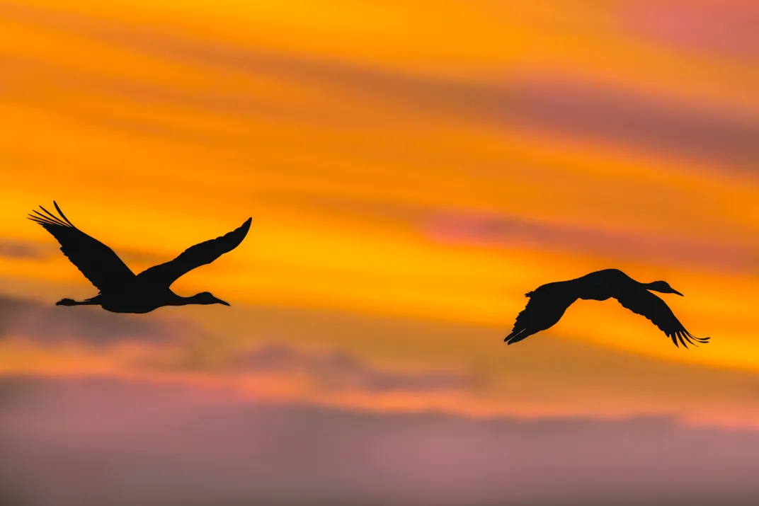 4 - The setting sun silhouettes two flying cranes.