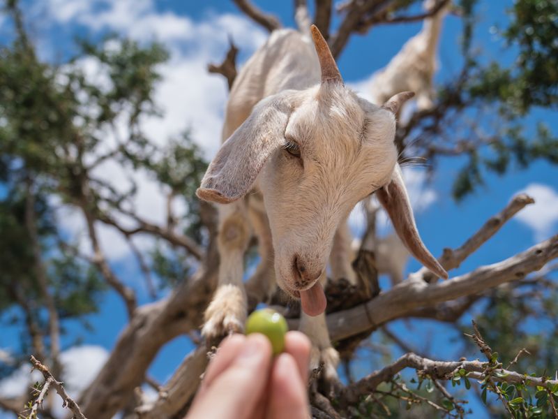 Argan Tree Goats (Feeding) Smithsonian Photo Contest Smithsonian