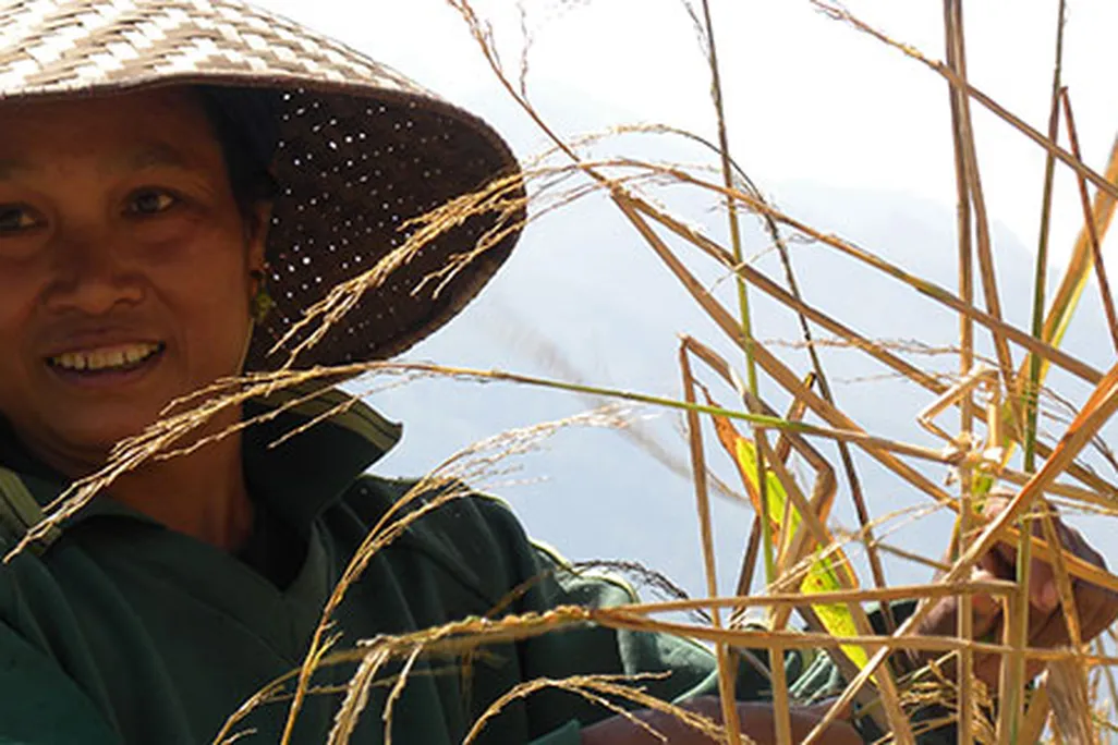 Worker in rice field