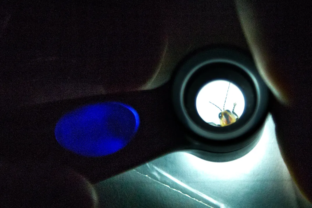 a firefly under a magnifying glass