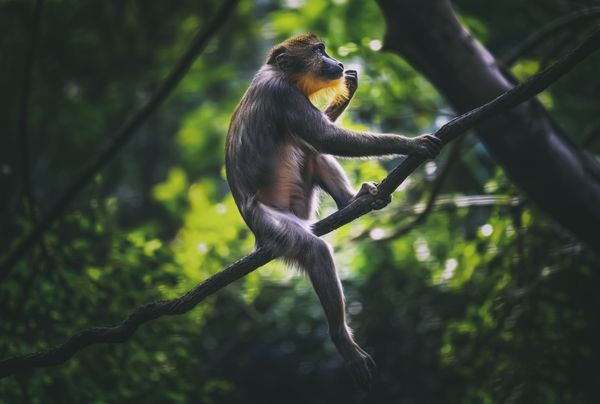 monkey on the branch thumbnail