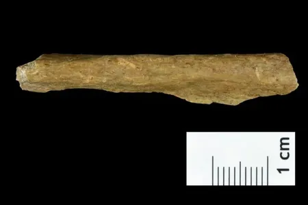A fragment of early human bone uncovered in the excavation in Ranis, Germany