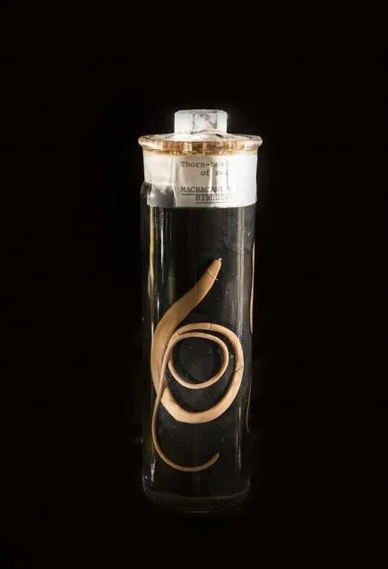 A beige worm in a clear glass jar on a black background.