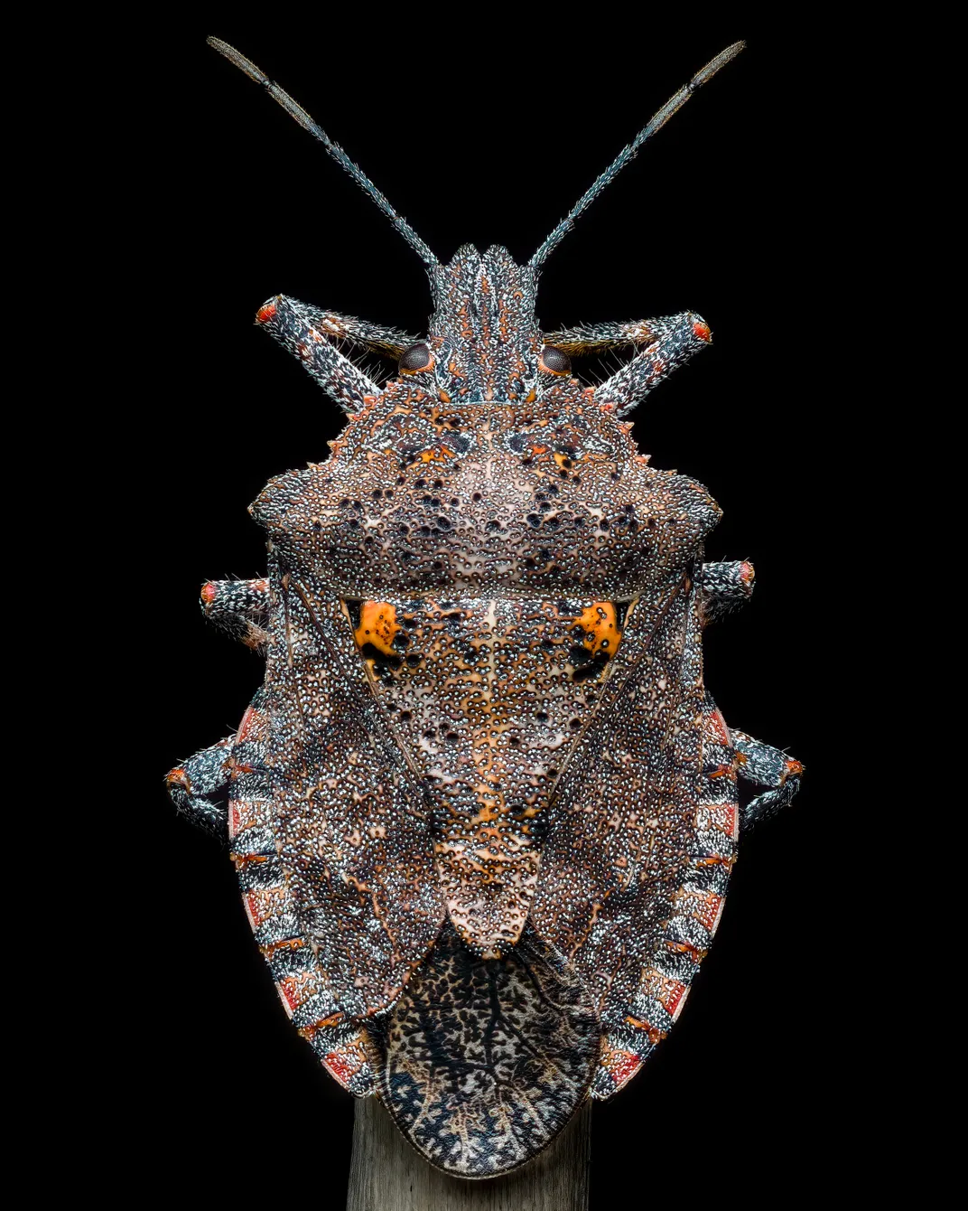overhead view of a stink bug on a black background shows its rough-looking texture
