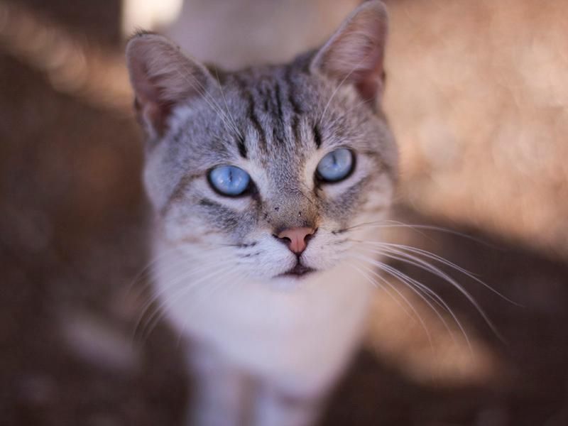 Cat Pupils