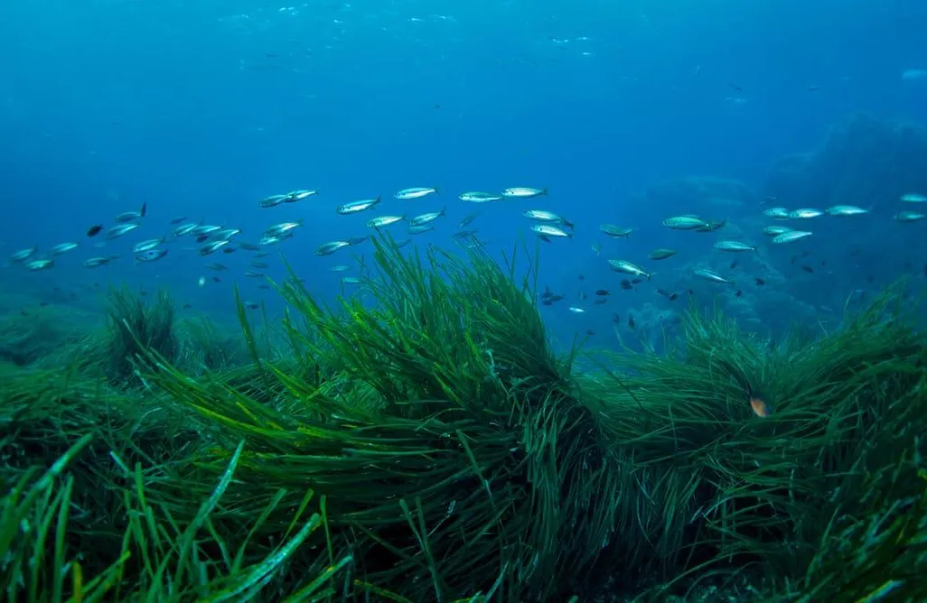 Seagrass
