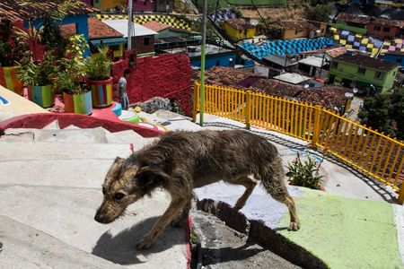 A dog walks through a favela in Recife, Brazil. Many such poor urban areas in the country are hotbeds for visceral leishmaniasis.