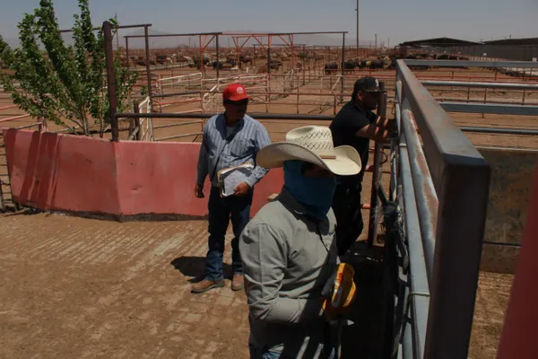 Ranchers await for the next herd of cattle to cross from Mexico into the U.S. thumbnail