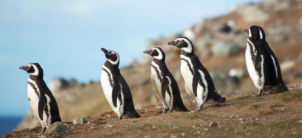  Magellanic penguins, Chile 