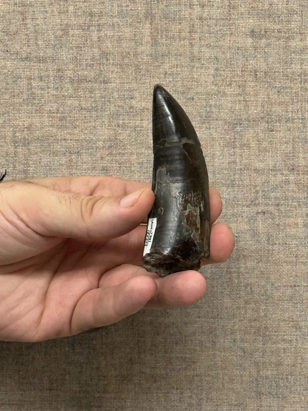 hand holding a big tooth