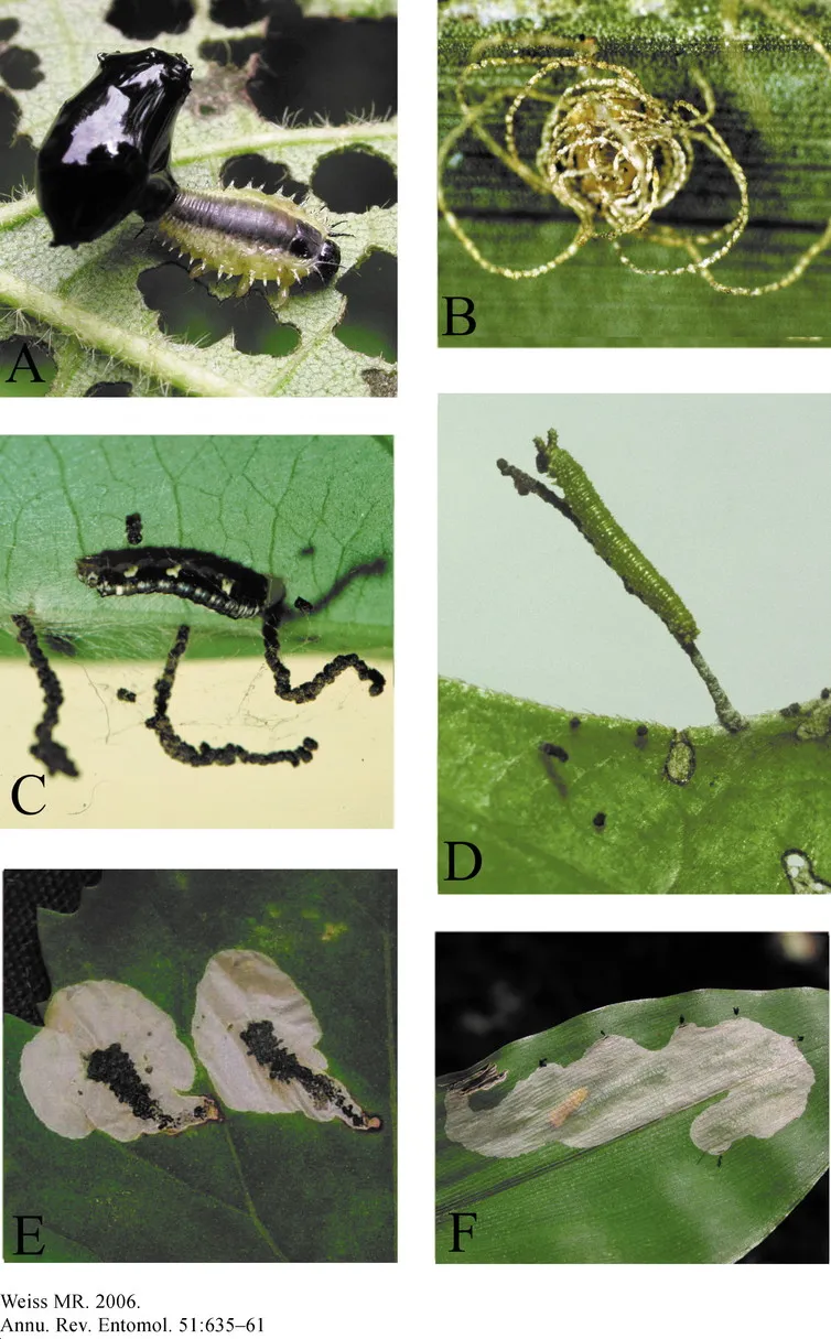 Different faecal structures