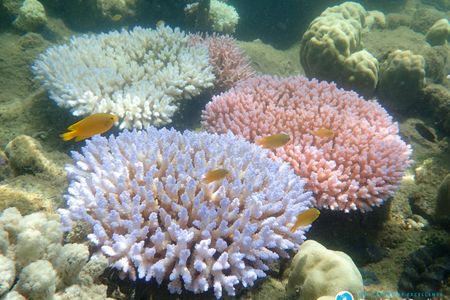 Three color morphs of bleached corals on the Great Barrier Reef