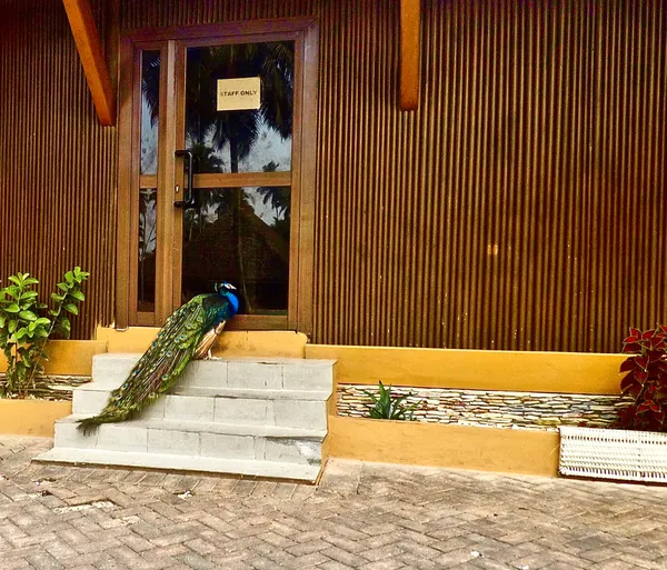 A Peacock Pecked a Glass Door as Palm Trees Reflected on the Glass Under a STAFF ONLY Sign thumbnail