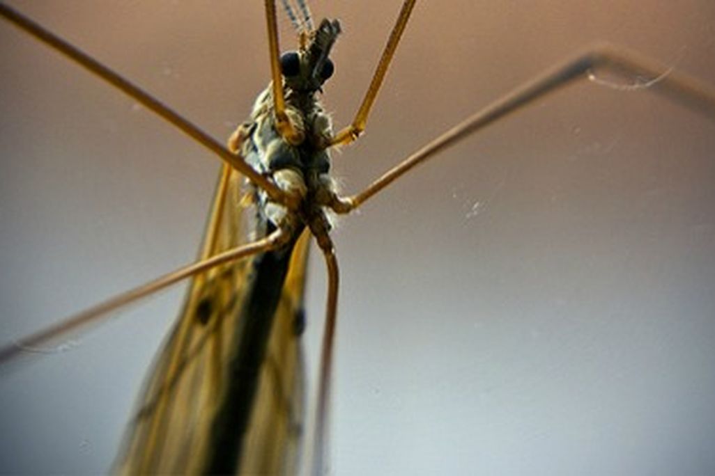 What do you hate most about mosquitoes?
